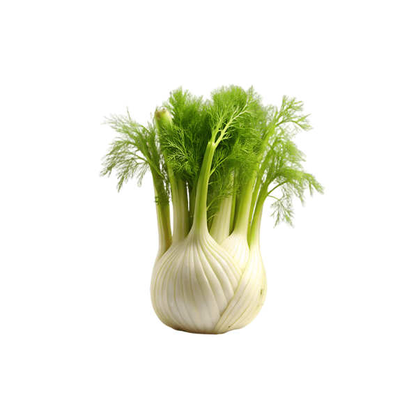 Fenouil